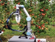 Яблука в Австралії збиратимуть роботи | Український тижневик Міст
